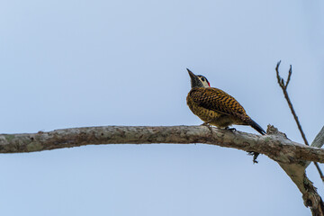 A Spot-breasted woodpecker in the Amazon rainforest