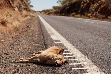 Roadkill - Dingo dead on the side of the road in australia - Queensland outback