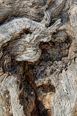 Fragment of an old tree bark. Expressive texture in close-up.