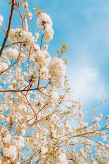 Branches of blossoming cherry on gentle light blue sky background in sunlight.