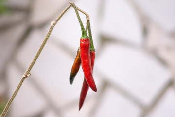 Red hot pepper, hot pepper plant.