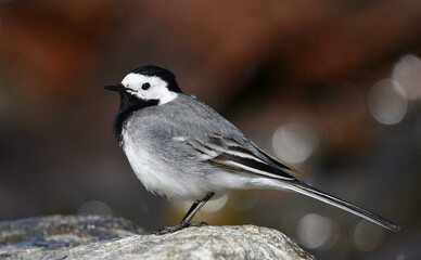 White wagtail (Motacilla alba) standing on a rock in the sea shore in summer.	
