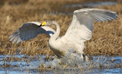 Whooper swan (Cygnus cygnus) landing in the flooded field in spring.