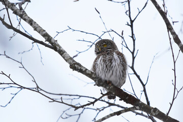 Eurasian pygmy owl (Glaucidium passerinum) searching for prey in winter.
