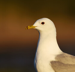 Common Gull (Larus canus) closeup in spring.