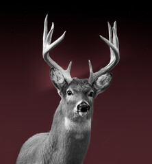 Portrait, of a buck, in black and white.