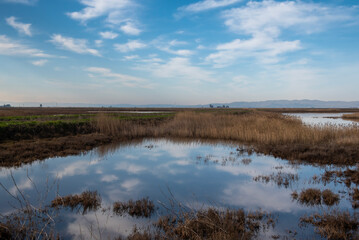 Blackish Marsh at Grizzly island  Wildlife area on a partly cloudy day with blue sky and plenty of sky copy-space showing a portion of the Suisun marsh, Fairfield, California, USA - 574378370