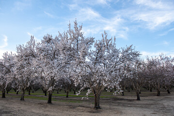 Panoramic view of almond blossoms in orchard  in the beginning of the spring in Winters, California, USA, also featuring the irrigation system 