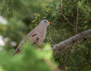 Croaking Ground Dove