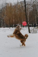 Australian Shepherd Red Merle has fun outdoors in city park in snowy winter. Active and energetic dog tries to jump and catch round red toy flying saucer disk with teeth, but it does not work.