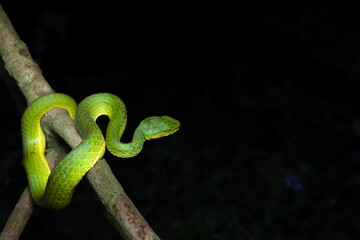 large scaled pit viper