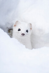 Ermine, Ermellino , (Mustela erminea)