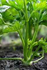 Obraz premium Celery root growing in vegetable garden at summertime , celery growing in soil , agriculture, plant growth and life concept, close-up view 