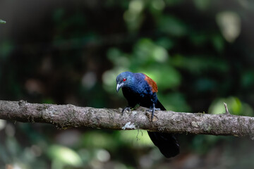 Greater coucal on a tree branch