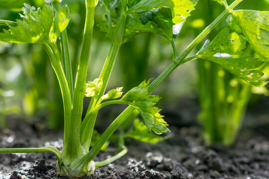 Celery root growing in vegetable garden at summertime , celery growing in soil , agriculture, plant growth and life concept, close-up view 