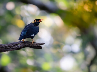 Hill Myna on a perch calling