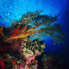 Fish and Coral landscape