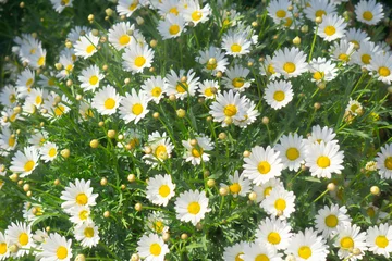 Foto op Plexiglas daisies in a meadow in field spring © reznik_val