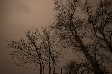 Detail of tree branches in Vienna, Austria in sepia colour