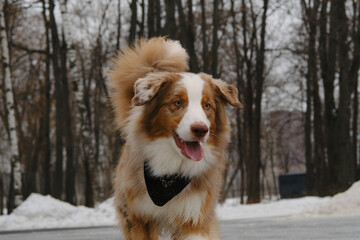 The Australian Shepherd Red Merle has fun outdoors in the city park in the snowy winter. An active and energetic dog runs along a stone path. Close-up portrait.