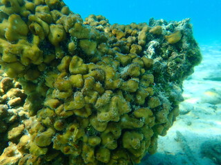 Сhicken liver sponge or Caribbean Chicken-liver sponge (Chondrilla nucula) undersea, Aegean Sea, Greece, Thasos island
