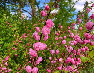 Obraz premium Blossoming almond pink flowers Prunus Triloba in spring garden. Pink spring blossoming almond tree.