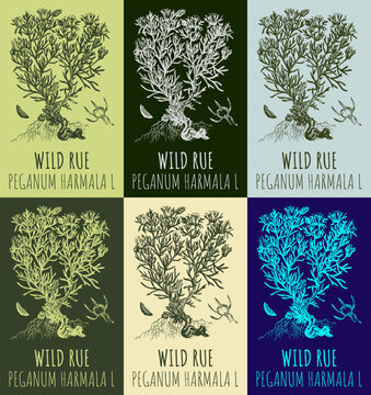 Set of vector drawings WILD RUE in different colors. Hand drawn illustration. Latin name PEGANUM HARMALA L.
