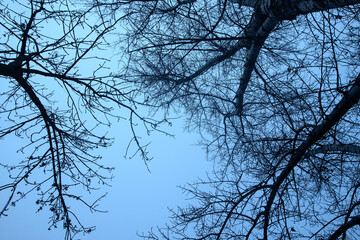 Detail of tree branches in Vienna, Austria in blue colour
