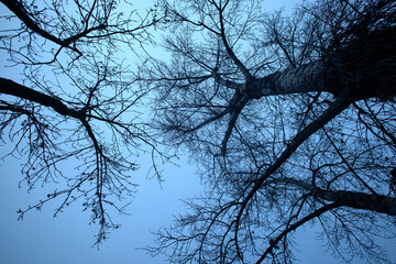Detail of tree branches in Vienna, Austria in blue colour