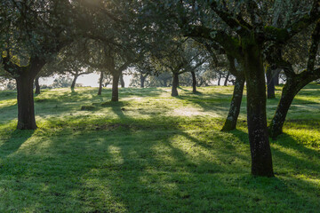 Cork oak trees in the morning