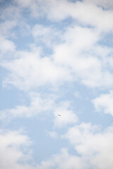 seagull in the sky