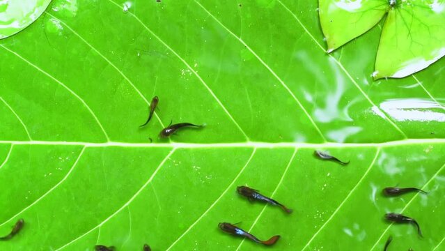 Guppy and Red swordtail Fish swim on a green leaf.	