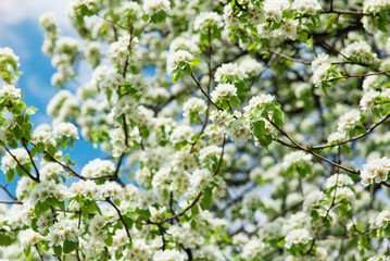 Spring apple tree with white flowers. Spring border or background art with white flowers. Beautiful nature with a blooming tree and sunlight.