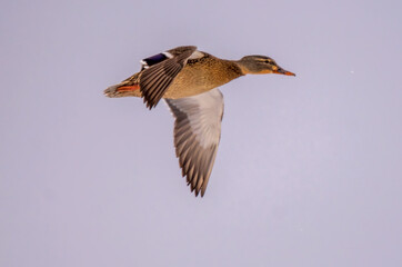 female mallard flying