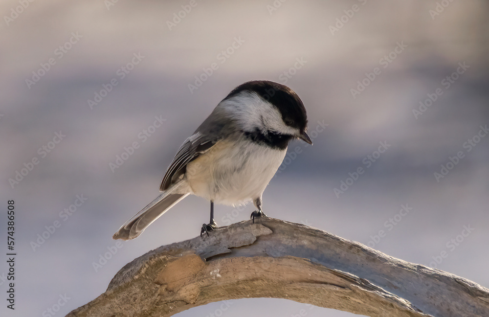 Wall mural chickadee posing on branch