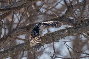 woodpecker flying off a perch