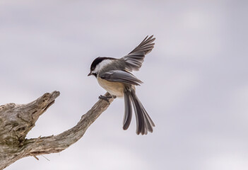 chickadee on a perch