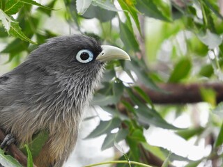 Cuckoo Bird