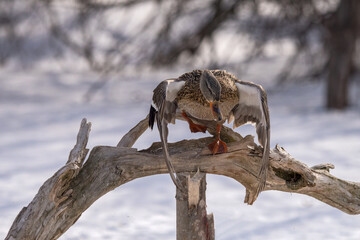 duck falling off a branch