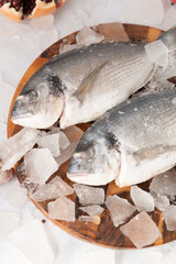 frozen fresh dorado on a wooden board on the ice on a gray rock background