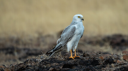 The pale or pallid harrier (Circus macrourus)