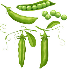 pea green food set cartoon vector illustration color sign