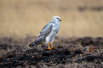 The pale or pallid harrier (Circus macrourus)
