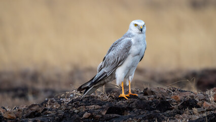 The pale or pallid harrier (Circus macrourus)