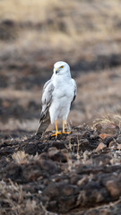 The pale or pallid harrier (Circus macrourus)