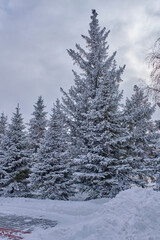 Fir trees covered with snow.Winter forest.