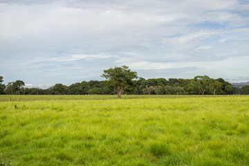 Fototapeta na wymiar Paisagem de um campo de pasto verde e fresco, com árvores ao fundo e céu com nuvens.