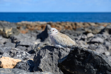 Wild dove bird sits on dark lava stones on Fuerteventura, Canary Islands, Spain