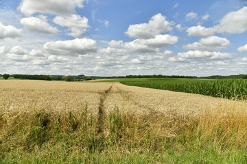 Champ de bl&eacute; &agrave; perte de vue aux environs du bourg de Champagne au P&eacute;rigord Vert 