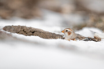 Fine art portrait of snow bunting on ground (Plectrophenax nivalis)